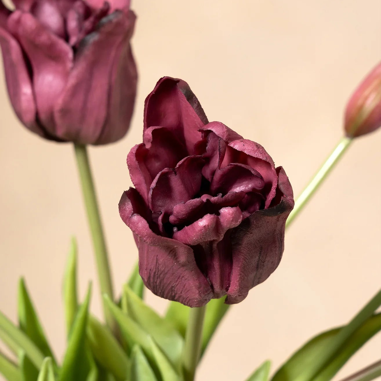 Parrot Tulips