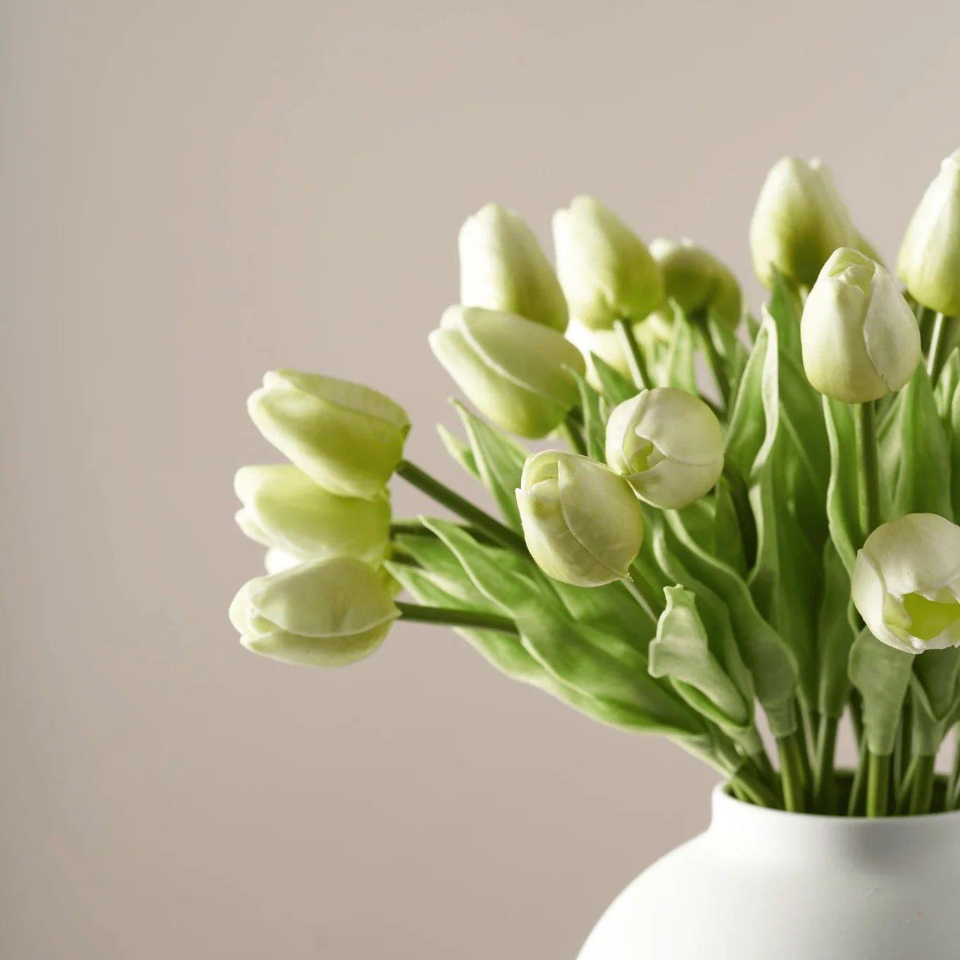 Tulips - Green Mist