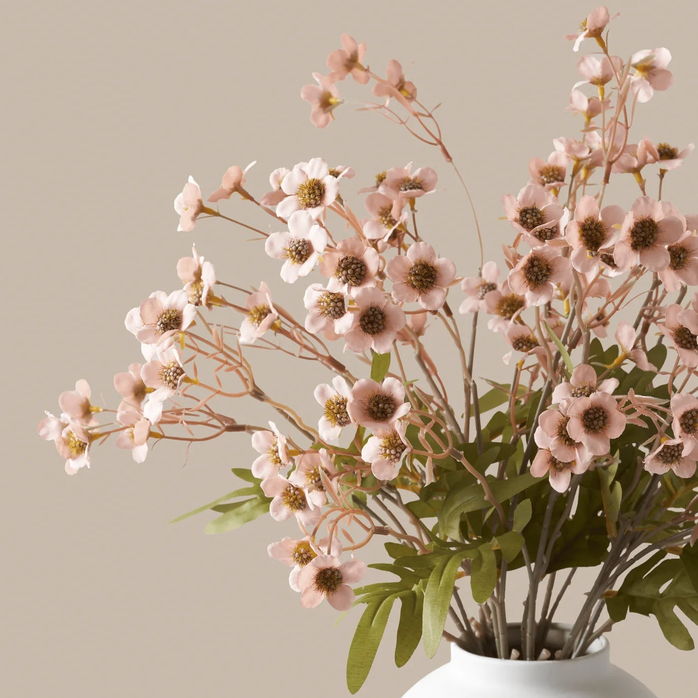 Wax Flower - Rosé