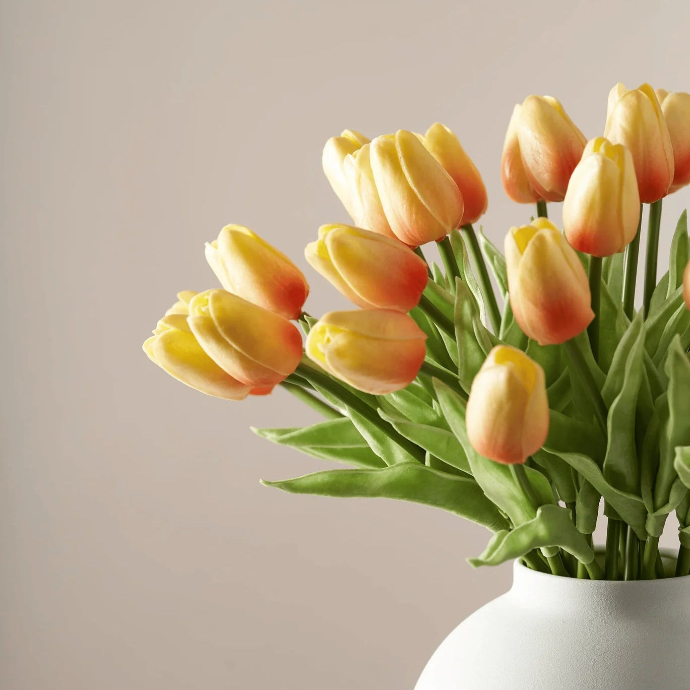 Tulips - Sunrise